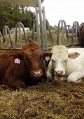 Ilustrační foto k článku: Krmivo pro zvířata máme z luk v Moravském krasu, říká farmářka