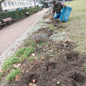
                                Zahradník Martin Chytrý upravil záhony před radnicí na náměstí Svobody. FOTO: Renata Spotzová
                                    