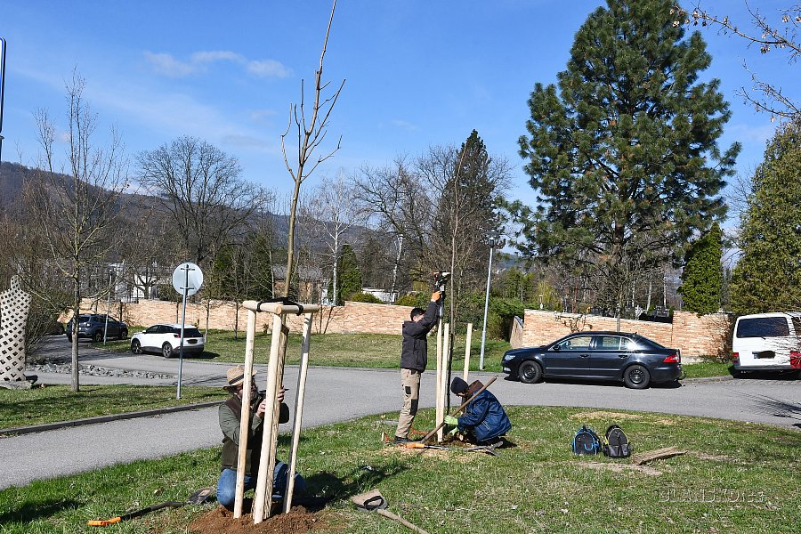 
                                Zahradníci vysadili stromy nedaleko parkoviště u hřbitova ve Dvorské ulici. FOTO: Michal Záboj
                                    