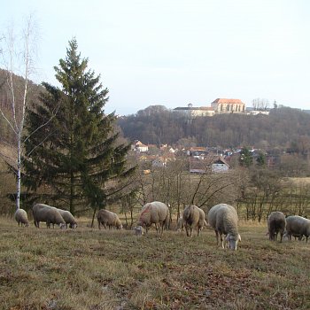 
                                Ovce se pasou na lukách v okolí Kunštátu. FOTO: archiv rodiny Vítkových
                                    