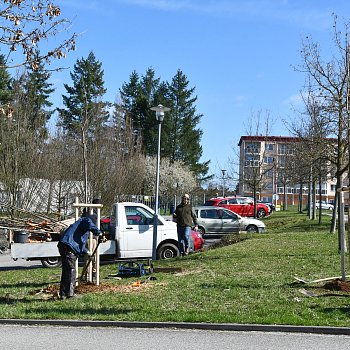 
                                Zahradníci vysadili stromy nedaleko parkoviště u hřbitova ve Dvorské ulici. FOTO: Michal Záboj
                                    