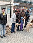Ilustrační foto k článku: Slepečtí psi soutěžili v centru města