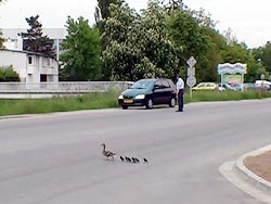 Kachní rodinka na cestě k řece