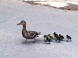 Kachní rodinka na cestě k řece
