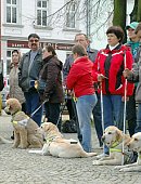 Ilustrační foto k článku: V Blansku soutěžili vodicí psi pro nevidomé