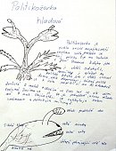Ilustrační foto k článku: Herbář fantaskních rostlin