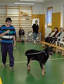 Ilustrační foto k článku: Canisterapie: Jak psi pomáhají postiženým