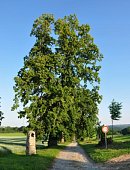 Ilustrační foto k článku: Lípa v Novodvorské aleji soutěží o titul Evropský strom roku