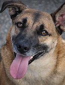 Ilustrační foto k článku: Veterináři v Blansku už nyní nabízejí povinné označení psů čipy