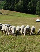 Ilustrační foto k článku: Vítkovi mají certifikovaný chov ovcí würtenbergských
