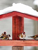 Ilustrační foto k článku: Začíná fotosoutěž Ptáci v zimě, fotit lze až do 20. března