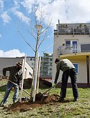 Ilustrační foto k článku: V Blansku letos přibude minimálně stovka stromů. Městský zahradník se zaměří i na kruhové objezdy
