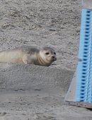 Ilustrační foto k článku: Na ostrově Langeoog dělal studentům gymnázia společnost odpočívající tuleň