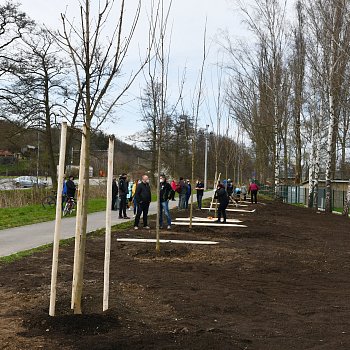 
                                Vzrostlé stromy javoru mléče sportovci zasázeli podél cyklostezky. FOTO Michal Záboj
                                    
