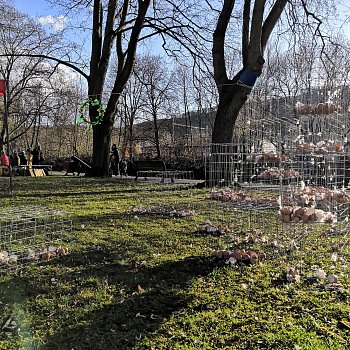 
                                Slavnosti jara také letos zaplnily park u Svitavy. FOTO: Leona Voráčová
                                    