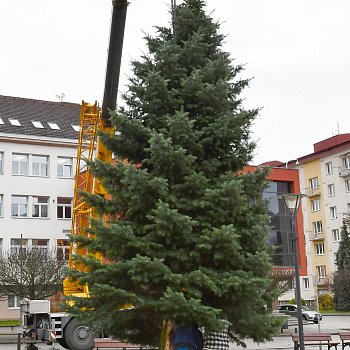 
                                Na náměstí Republiky už stojí vánoční strom. Desetimetrovou jedli ojíněnou věnovali manželé Koneční z Olomučan. FOTO: Michal Záboj
                                    