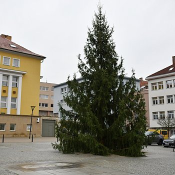 
                                Na náměstí Republiky už stojí letošní vánoční strom. FOTO: Michal Záboj
                                    