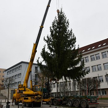 
                                Vánoční strom usadil na místo jeřáb. FOTO: Michal Záboj
                                    