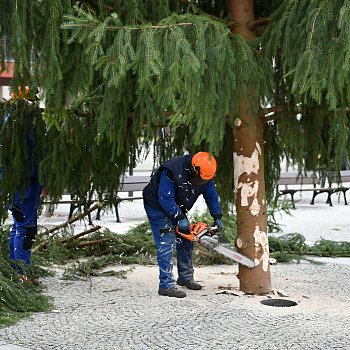 
                                Usazování vánočního stromu. FOTO: Michal Záboj
                                    