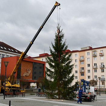 
                                Na náměstí Republiky stojí vánoční strom. FOTO: Michal Záboj
                                    