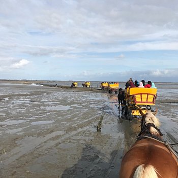 
                                Koňské povozy převážejí z pevniny zájemce na ostrov Neuwerk po dně moře. FOTO: archiv Jany Žilkové
                                    