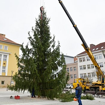 
                                Vánoční strom usadil na místo jeřáb. FOTO: Michal Záboj
                                    