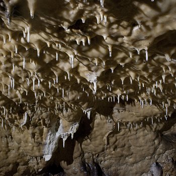 
                                Odměnou jim bude pohled na krásnou jeskynní výzdobu - dutá brčka, připomínající makaróny.
                                    