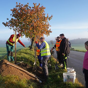 
                                Dobrovolníci pomohli obnovil třešňovou alej za Těchovem. FOTO: Stromy pro Moravský kras
                                    