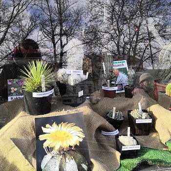 
                                Výstava kaktusů všech možných tvarů a velikostí pana Emila Vašíčka krášlí výlohu potravin na náměstí Svobody. FOTO: Renata Spotzová
                                    