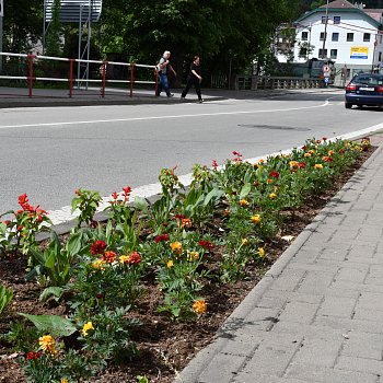 
                                Během jarních měsíců osadil městský zahradník kruhové objezdy květinami. FOTO: Leona Voráčová
                                    