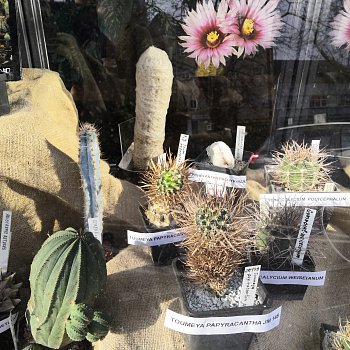 
                                Výstava kaktusů všech možných tvarů a velikostí pana Emila Vašíčka krášlí výlohu potravin na náměstí Svobody. FOTO: Renata Spotzová
                                    
