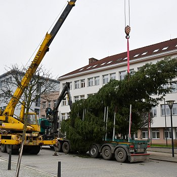 
                                Na náměstí Republiky přivezli letošní vánoční strom. FOTO: Michal Záboj
                                    